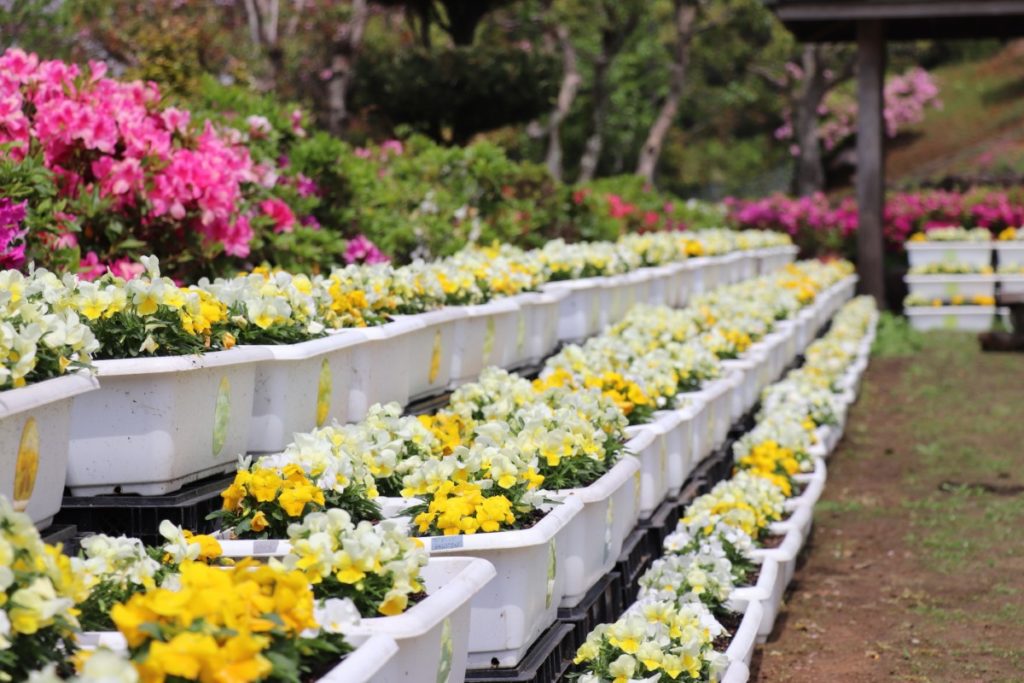 きれいに並ぶ花壇のある「夢追い長島花フェスタ」