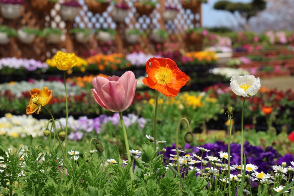 ゆっくり楽しみたい方は平日が狙い目