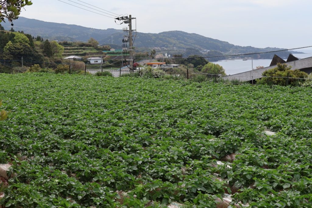 4月26日開催 じゃがいもまつり in ながしま