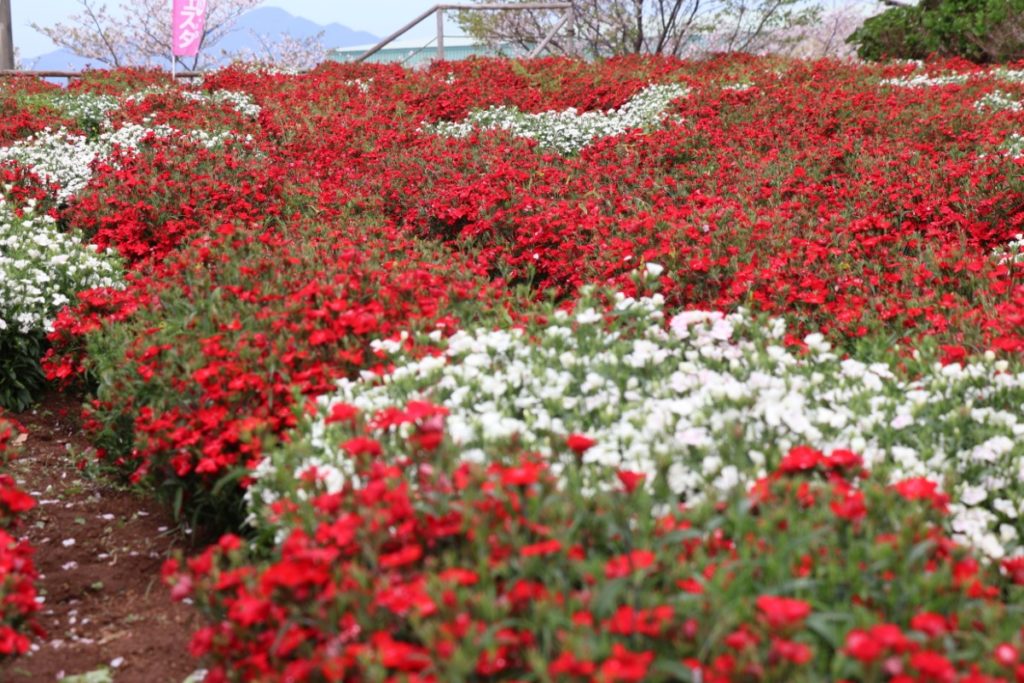 長島の春を彩る花フェスタ